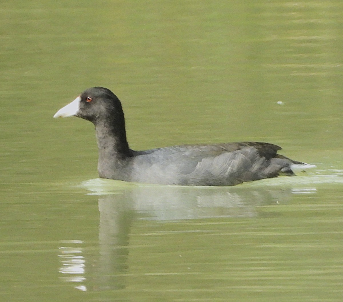 American Coot - ML623915917