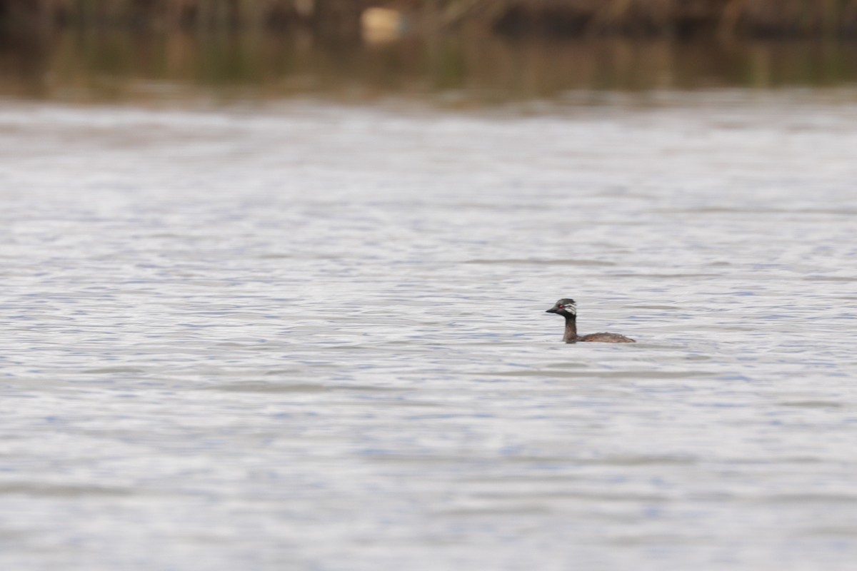 White-tufted Grebe - ML623915924