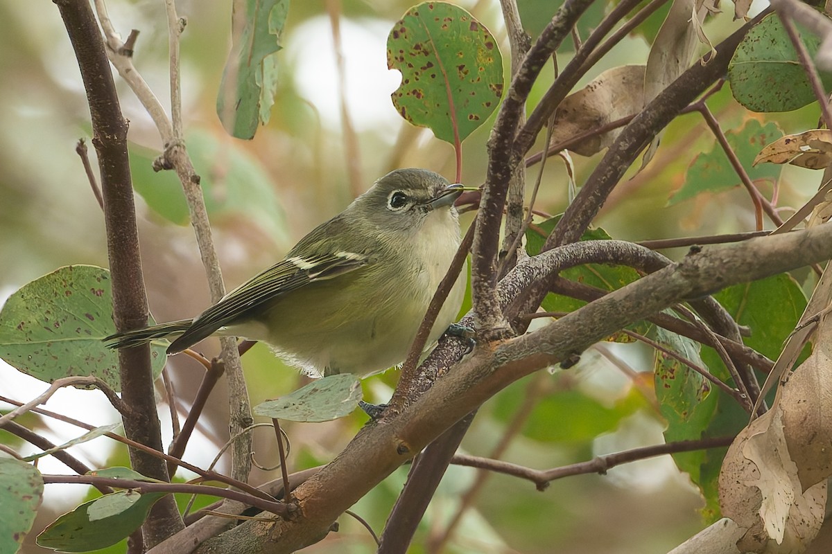 Cassin's Vireo - ML623915937