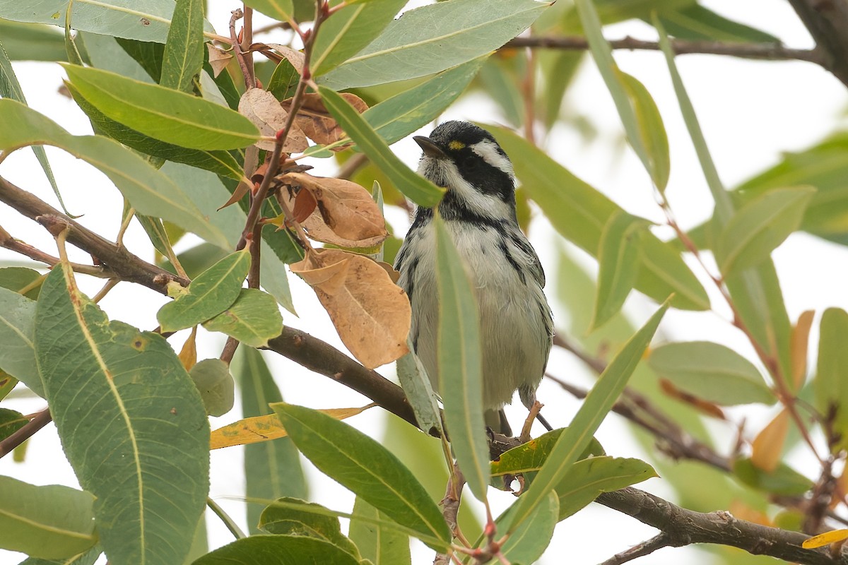 Black-throated Gray Warbler - ML623915942