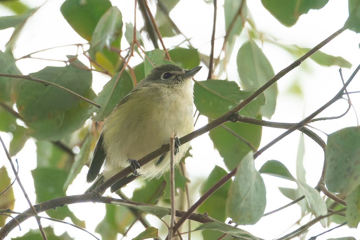 Cassin's Vireo - ML623915944