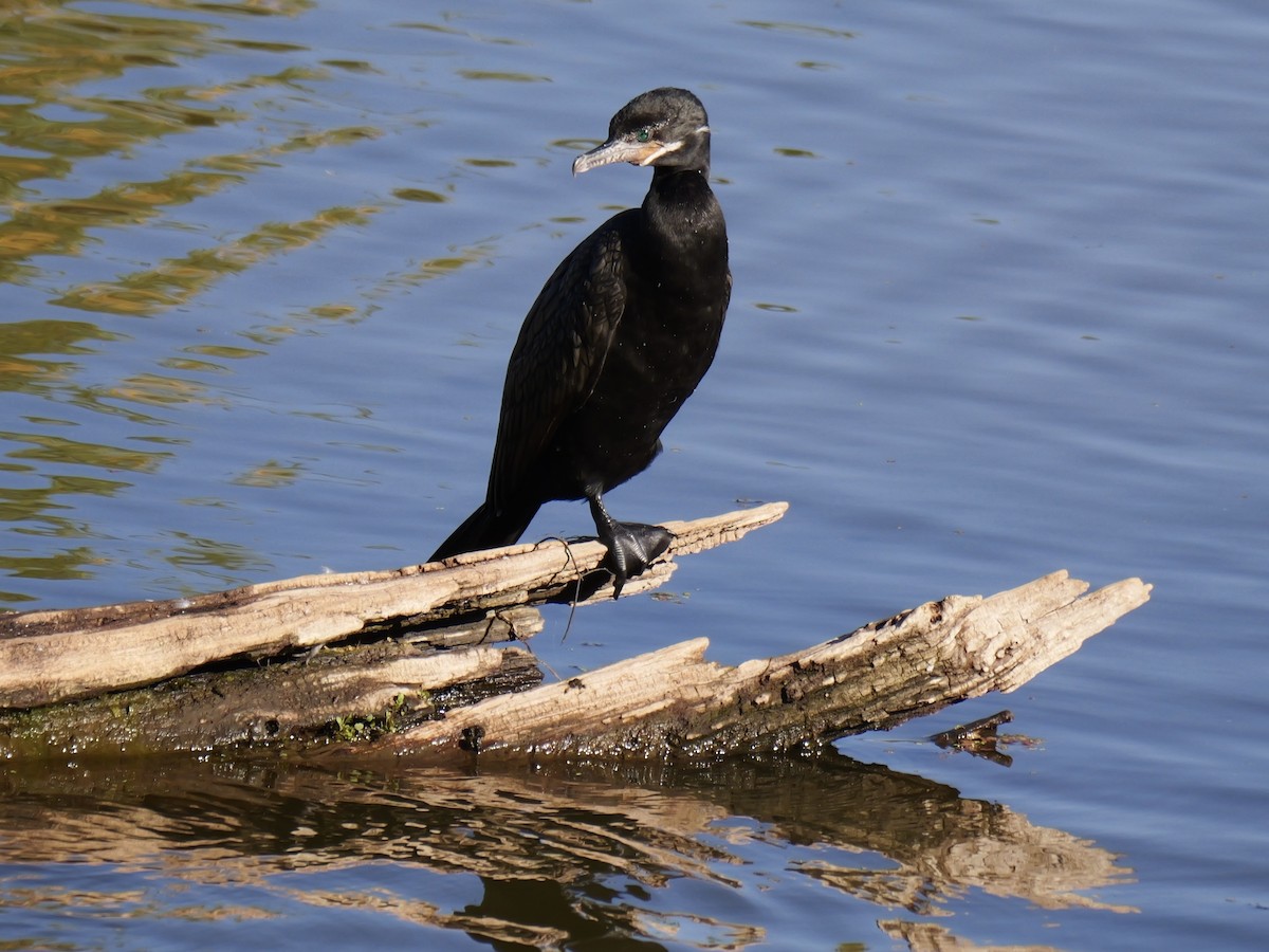 Neotropic Cormorant - ML623915957