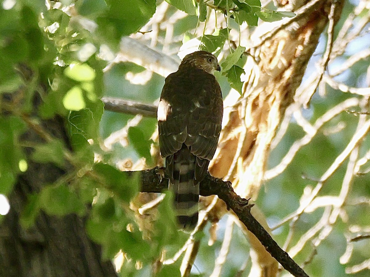 Cooper's Hawk - ML623915960