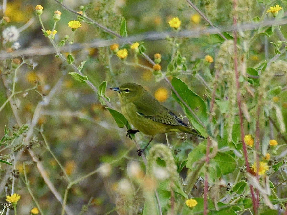 Orange-crowned Warbler - ML623915976