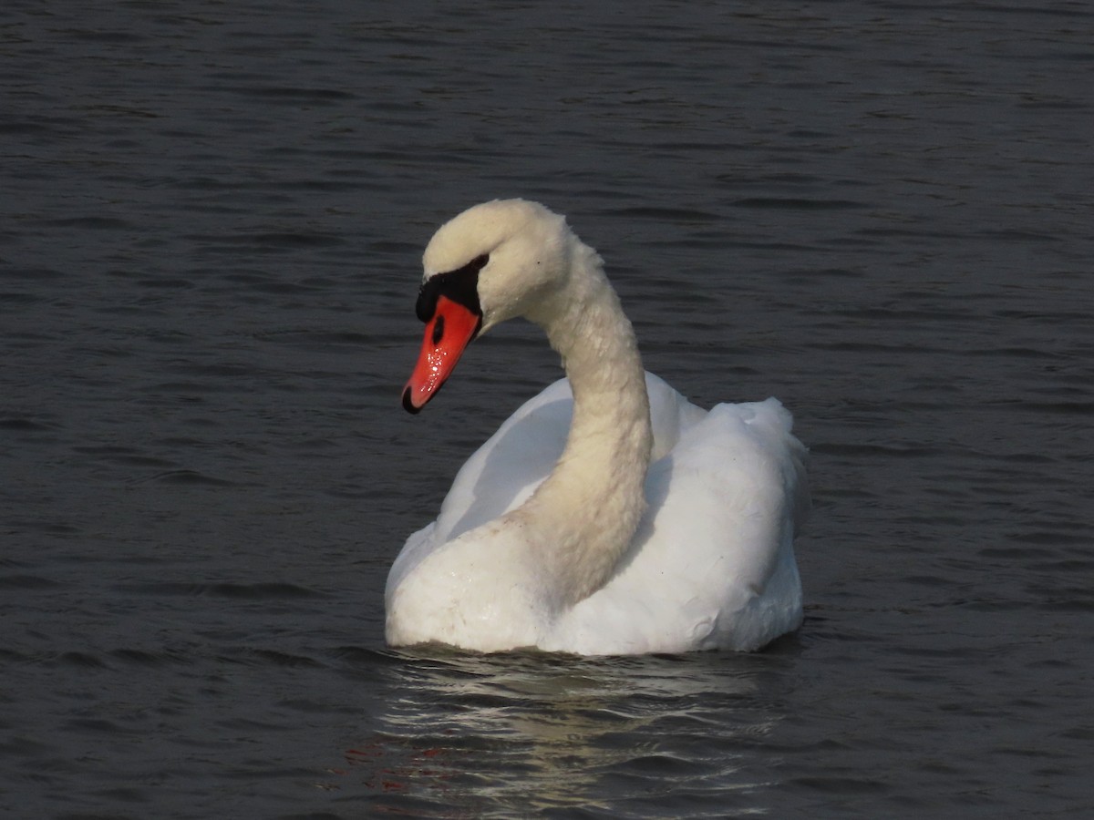 Cygne tuberculé - ML623915981