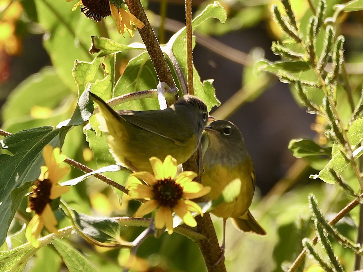 MacGillivray's Warbler - ML623915982