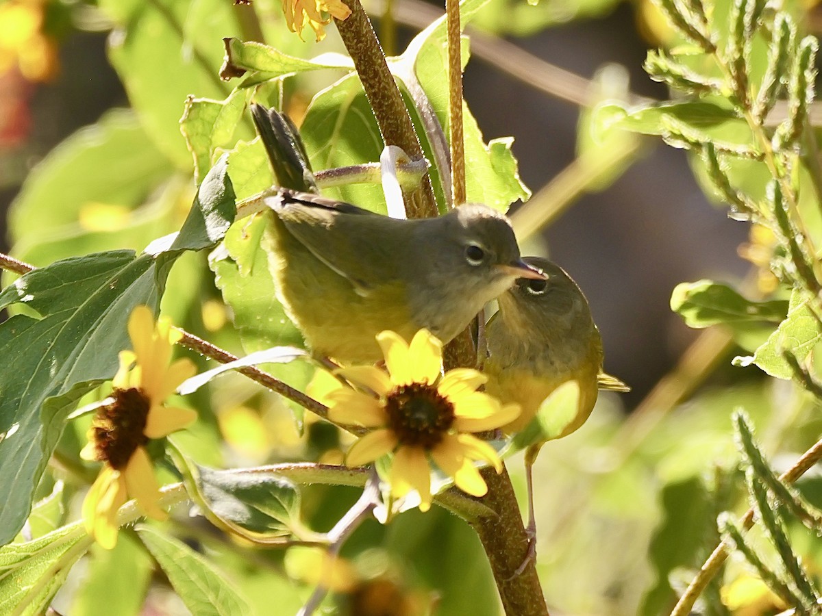 MacGillivray's Warbler - ML623915983