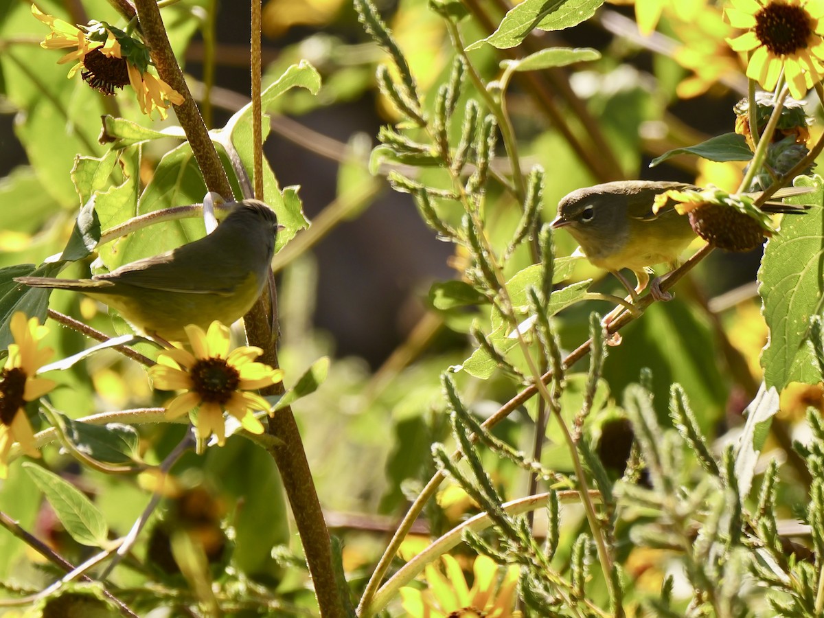 MacGillivray's Warbler - Brett Hartl