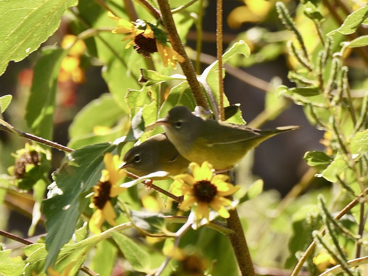 MacGillivray's Warbler - Brett Hartl