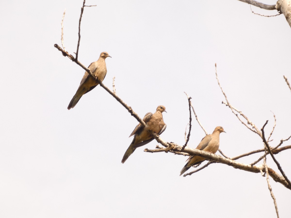 Mourning Dove - Wynn Graves