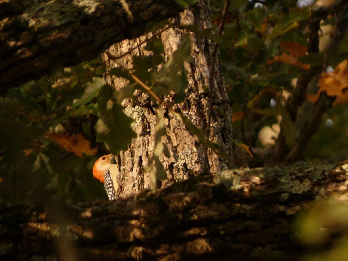 Red-bellied Woodpecker - Wynn Graves