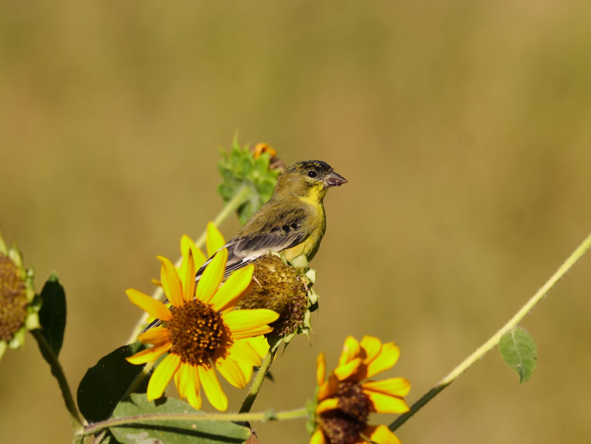 Lesser Goldfinch - ML623916013