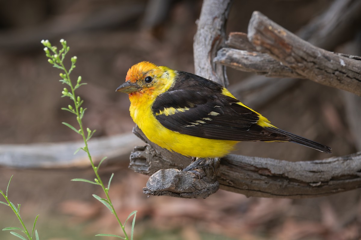Western Tanager - ML623916014