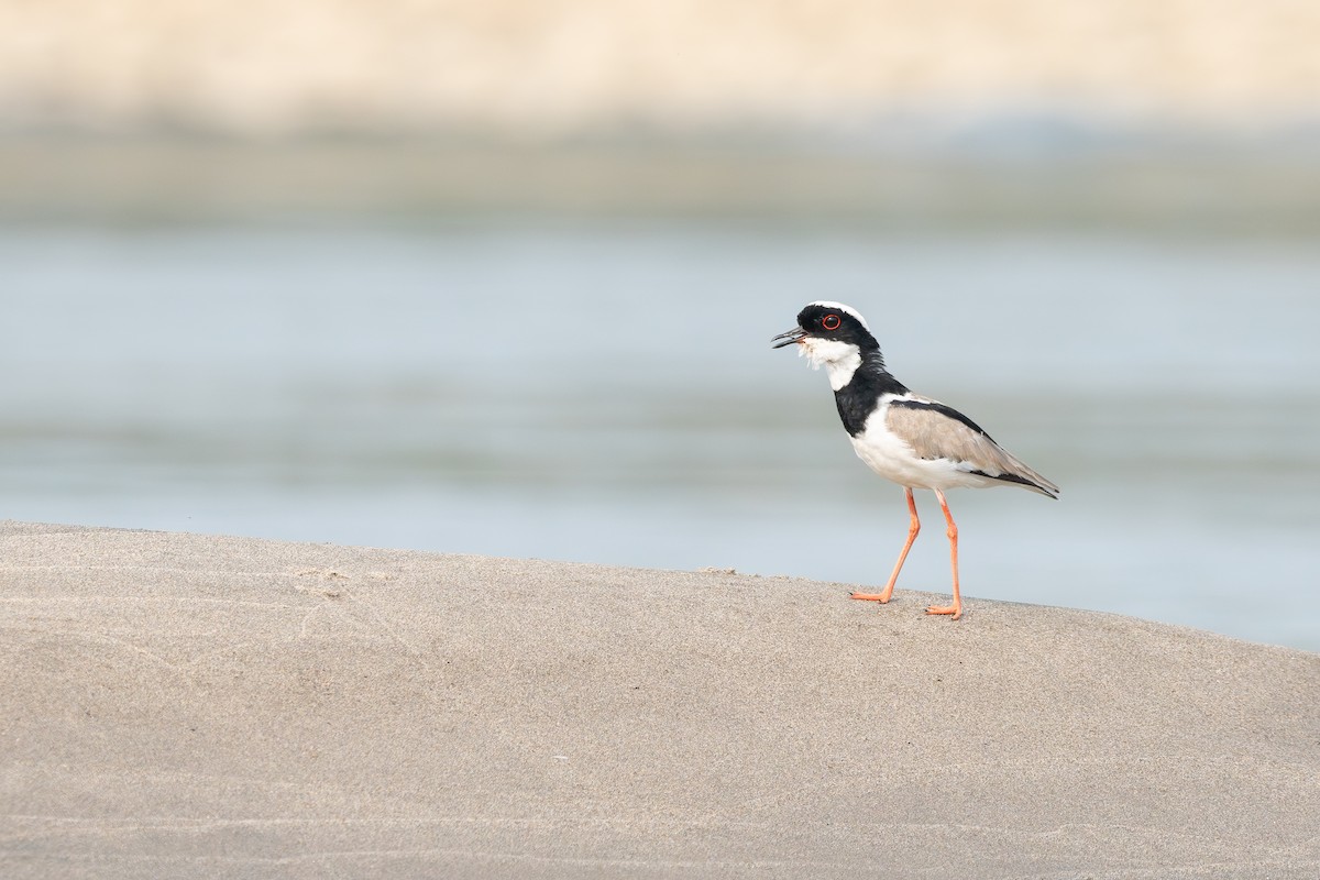 Pied Plover - ML623916020