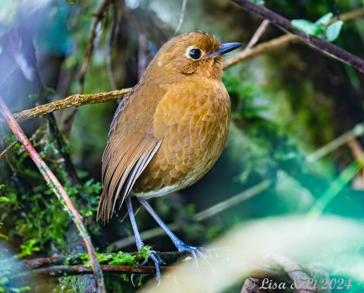 Panao Antpitta - ML623916052