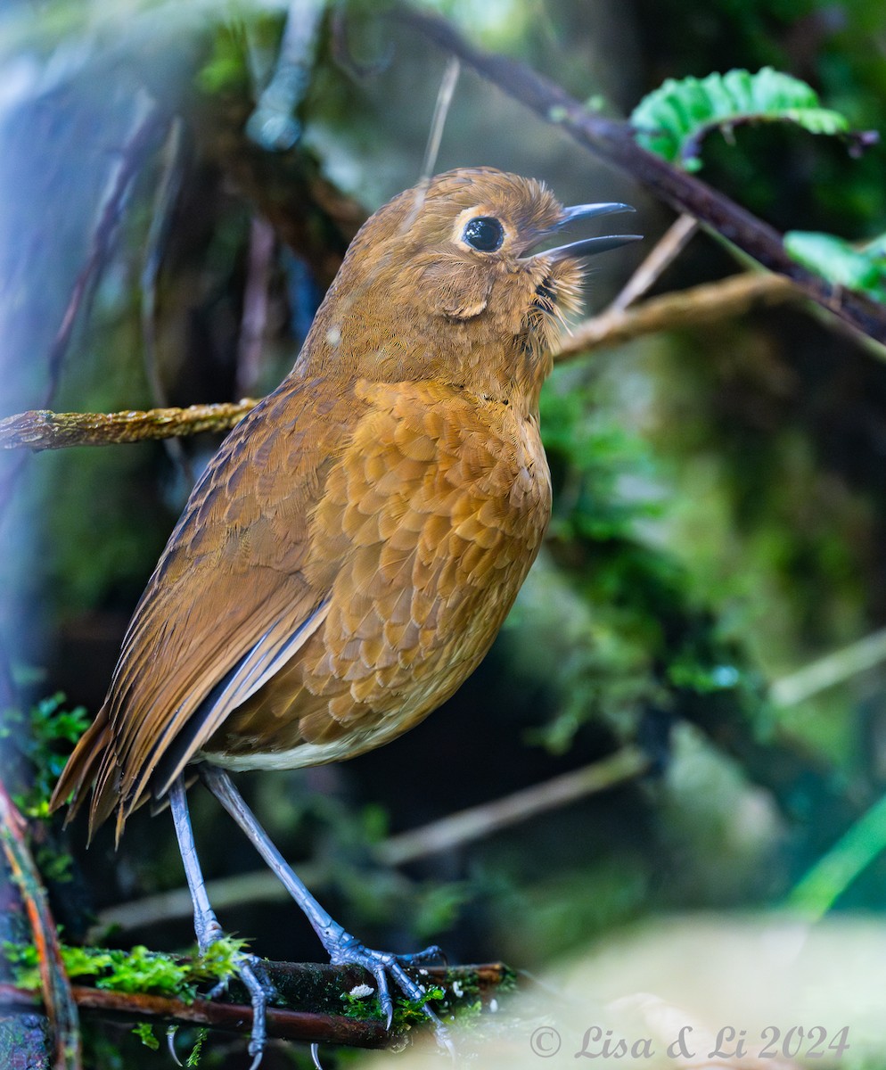 Panao Antpitta - ML623916053