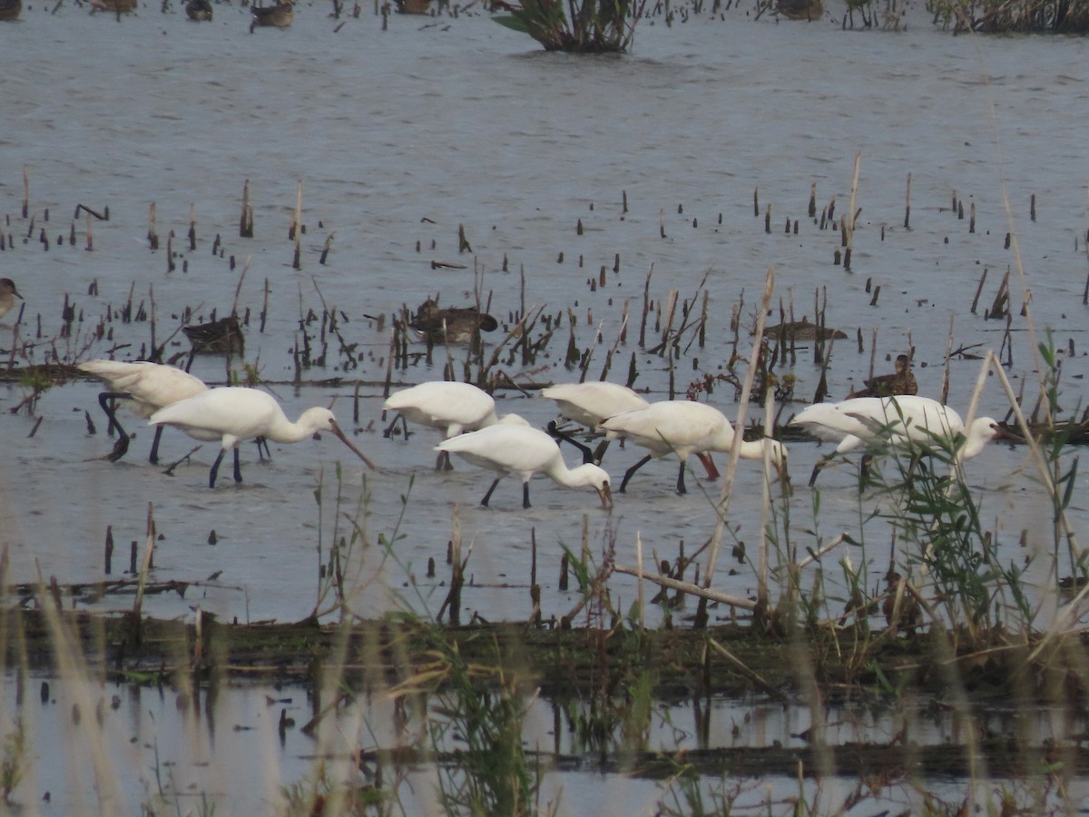 Eurasian Spoonbill - ML623916057