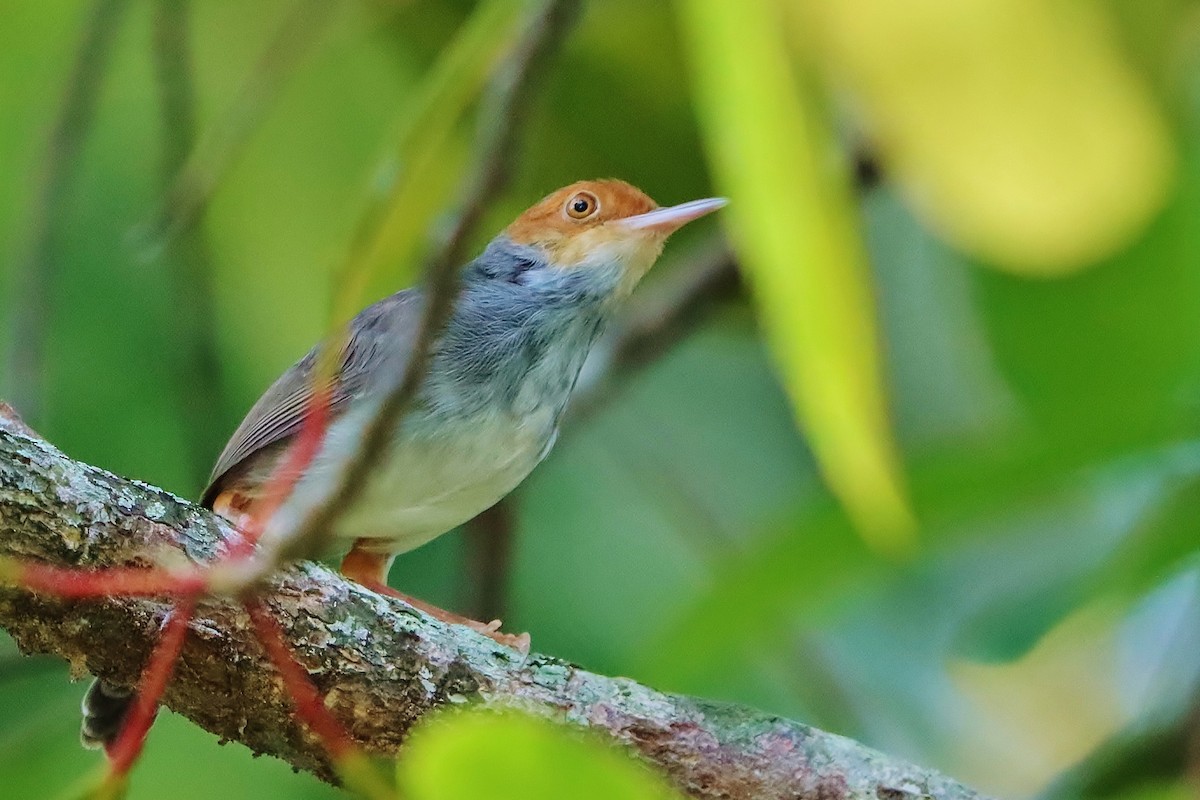 Ashy Tailorbird - Volker Lange