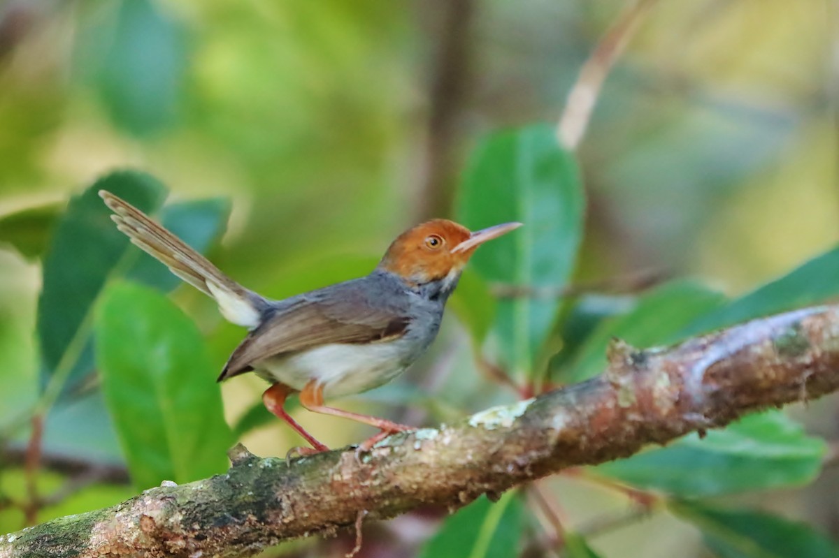 Ashy Tailorbird - ML623916084