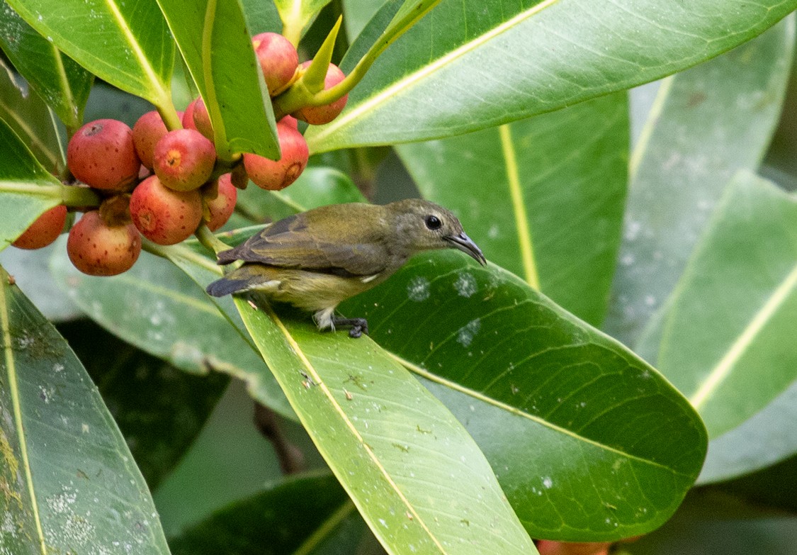 Andaman Flowerpecker - ML623916089