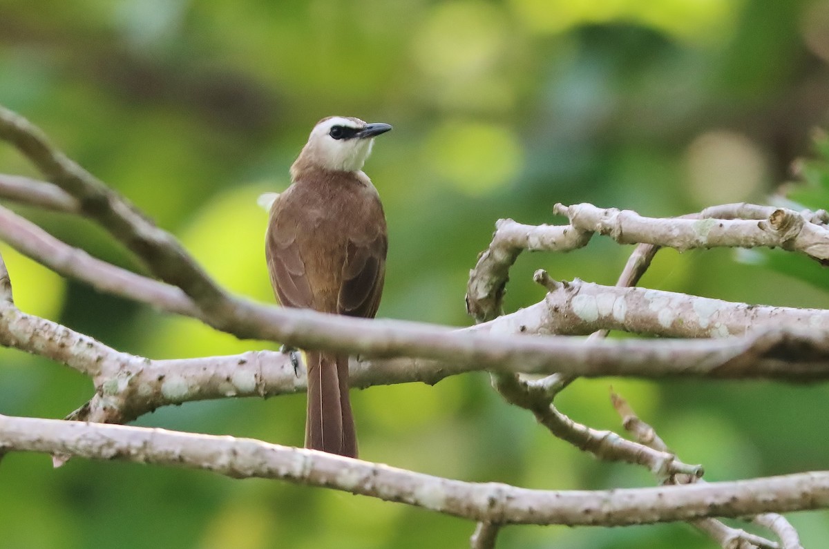 Yellow-vented Bulbul - ML623916092