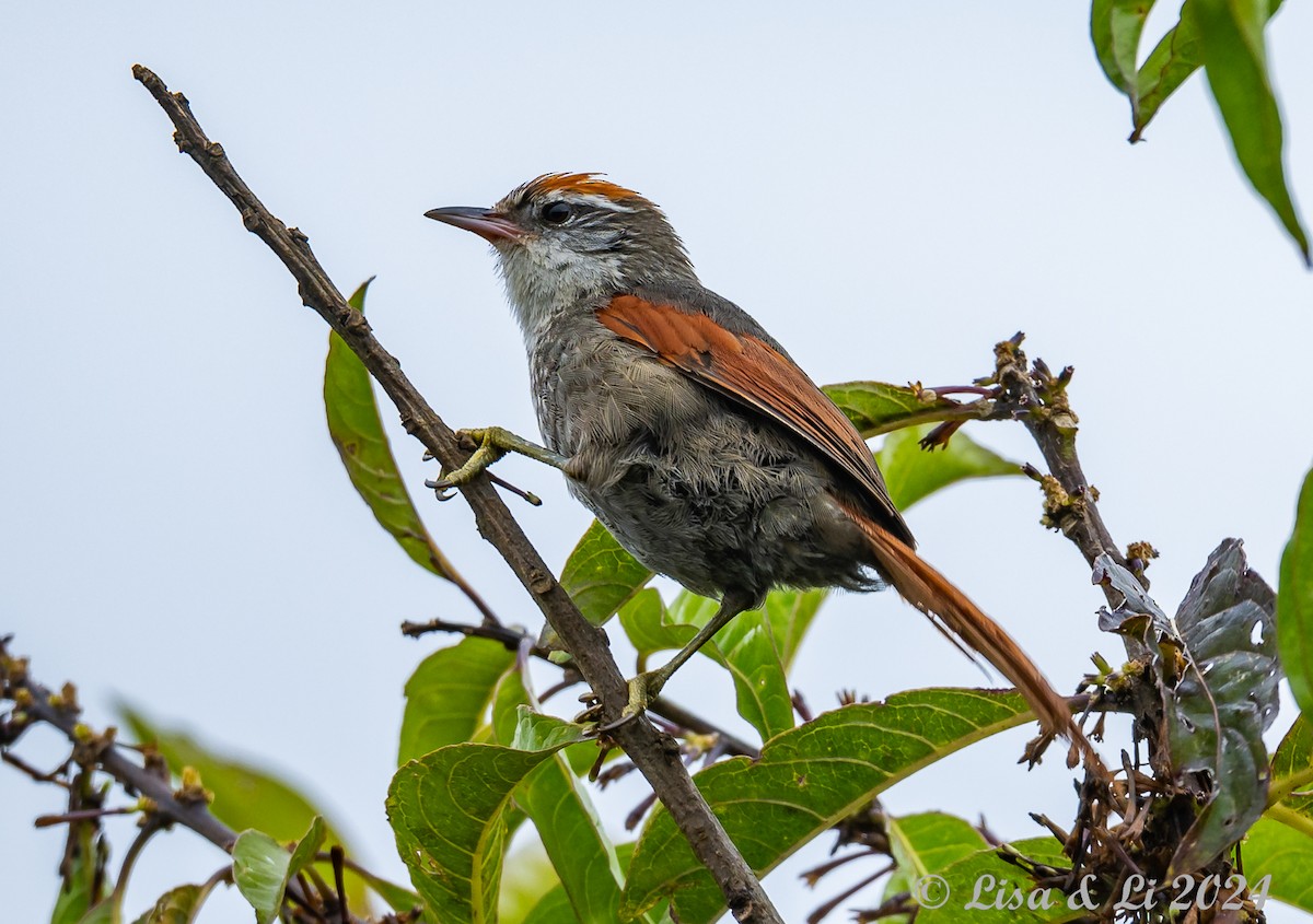 Line-cheeked Spinetail (Baron's) - ML623916113