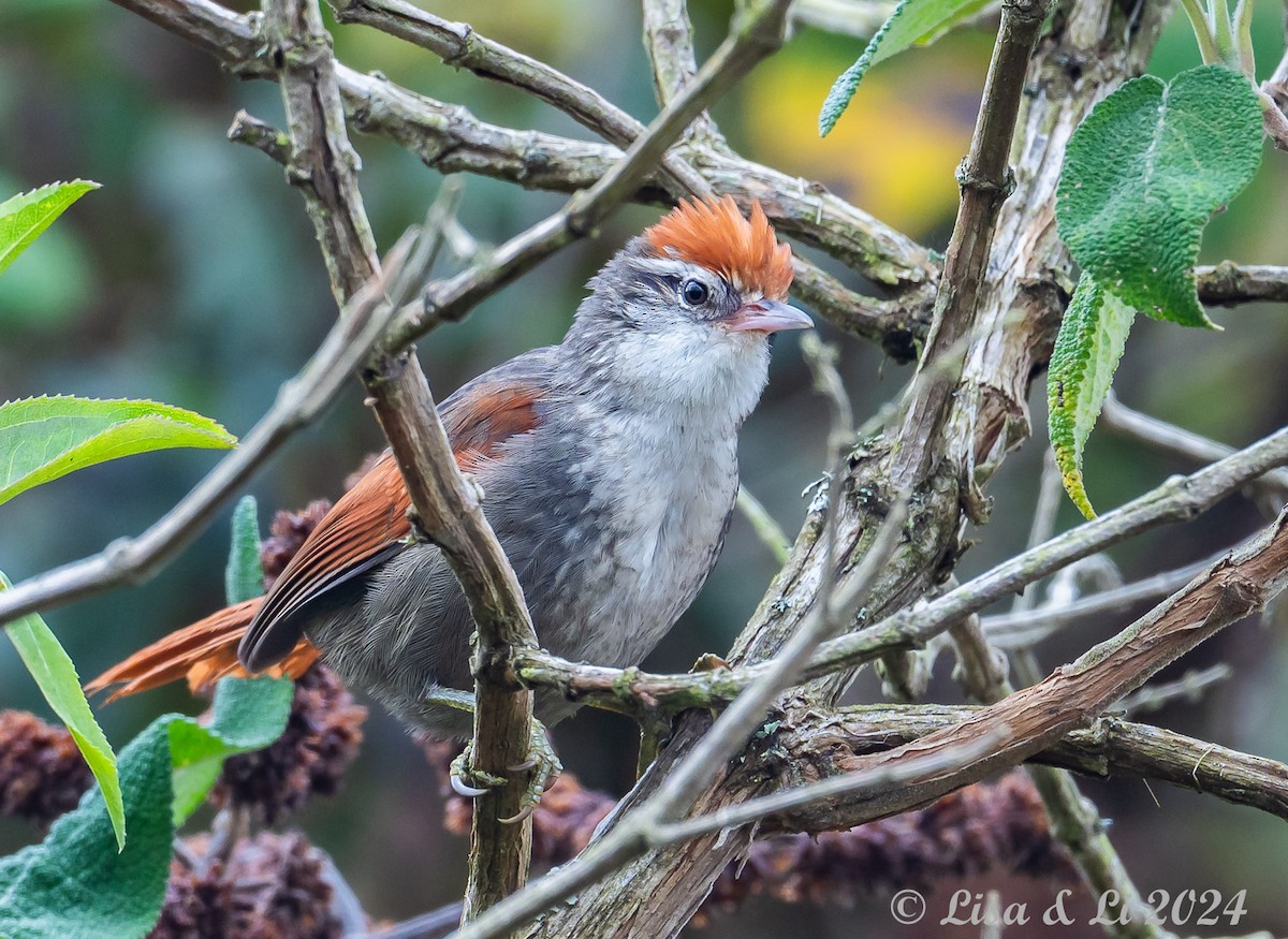 Line-cheeked Spinetail (Baron's) - ML623916114