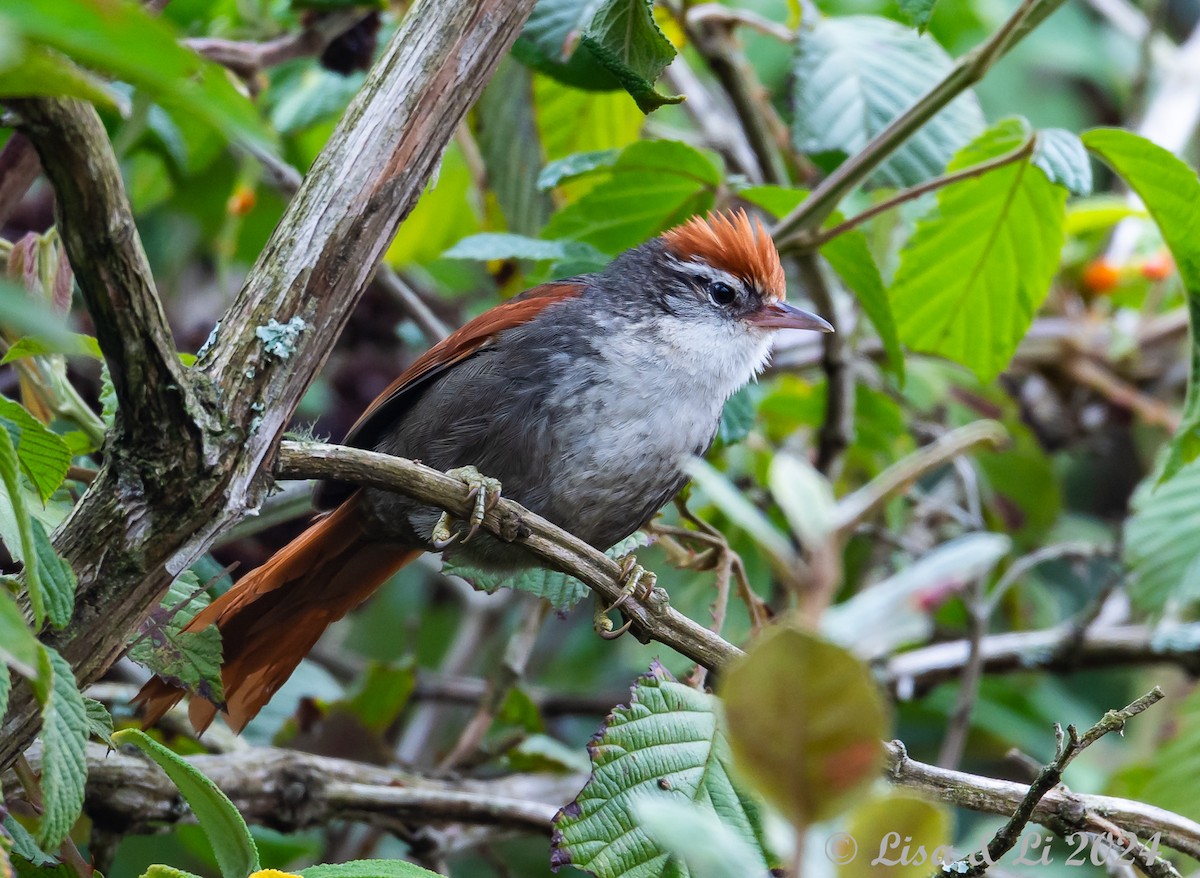 Line-cheeked Spinetail (Baron's) - ML623916115