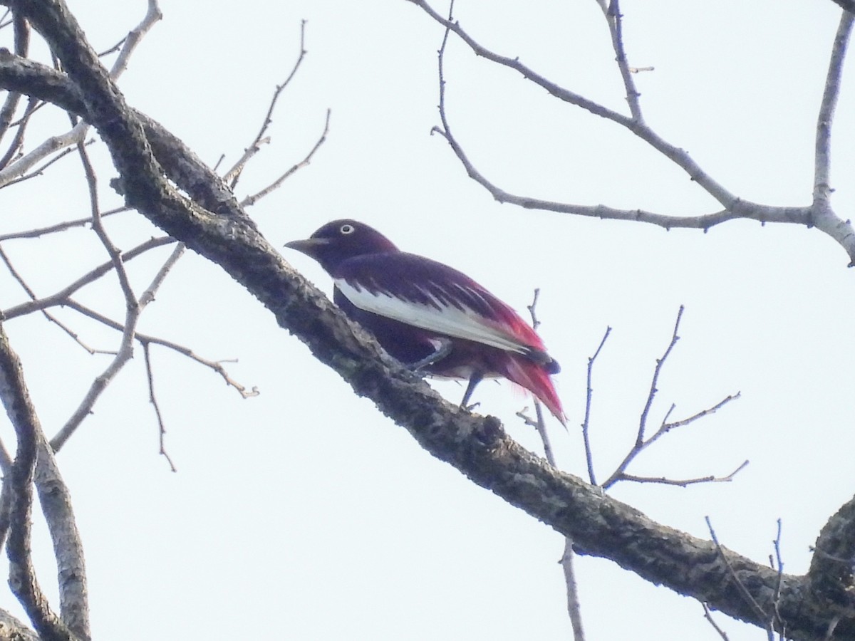 Pompadour Cotinga - ML623916166