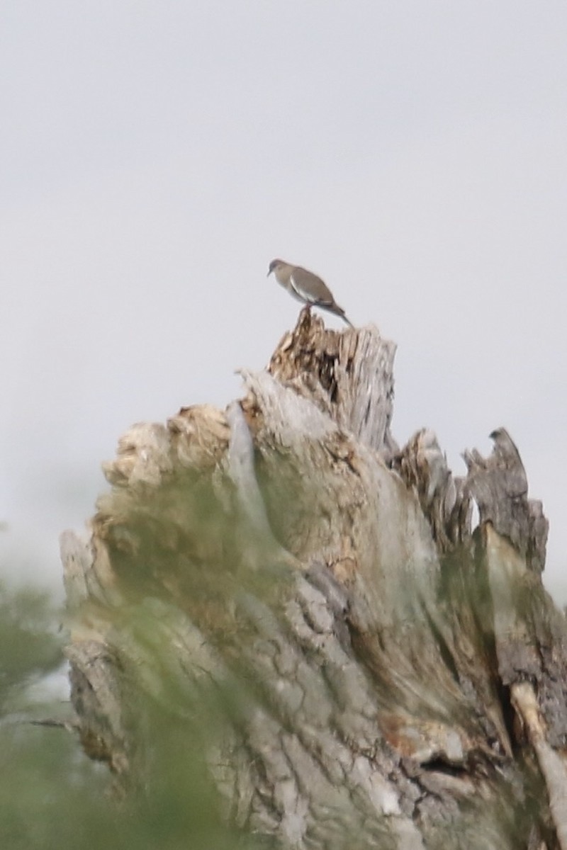 White-winged Dove - Susan Murphy