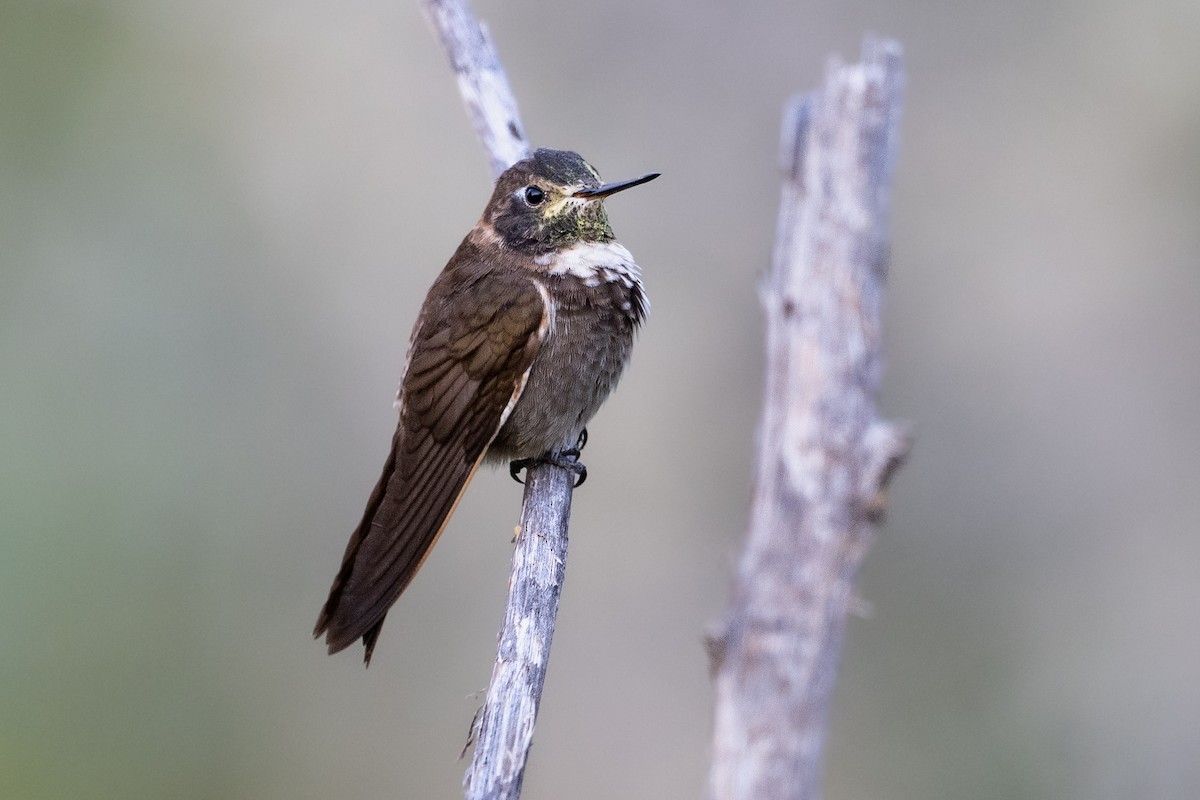 Purple-backed Sunbeam - Brandon Nidiffer