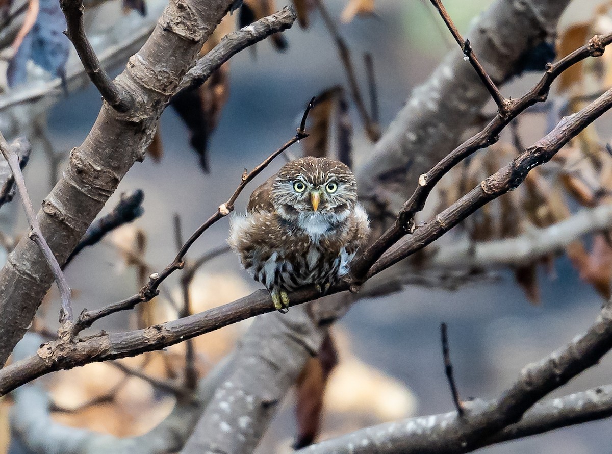 Peruvian Pygmy-Owl - ML623916179