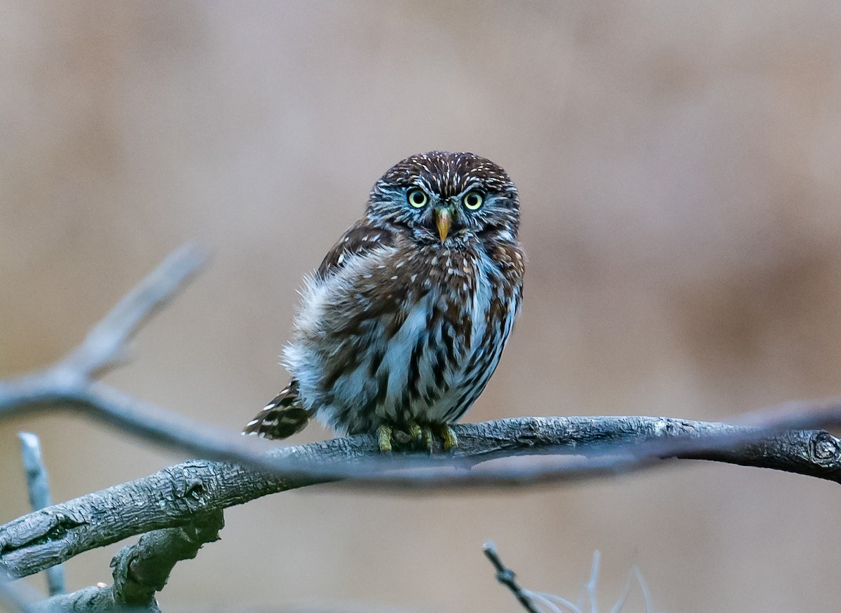 Peruvian Pygmy-Owl - ML623916180