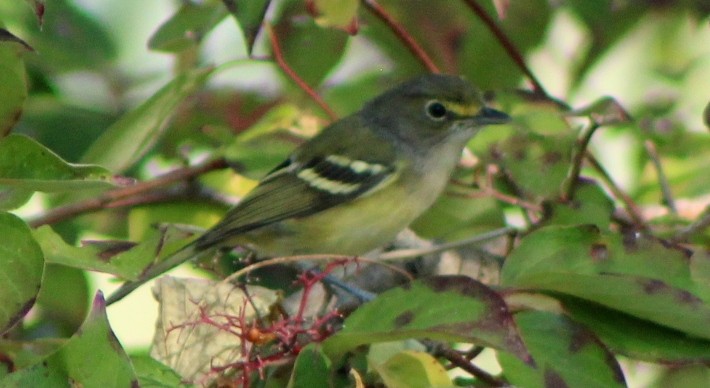 Weißaugenvireo - ML623916185