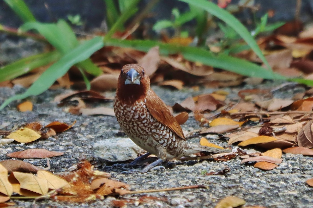 Scaly-breasted Munia - ML623916188