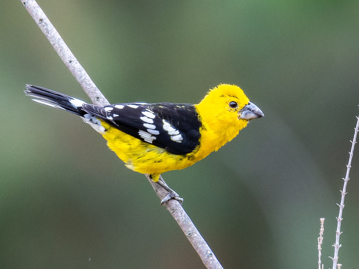 Golden Grosbeak - ML623916190