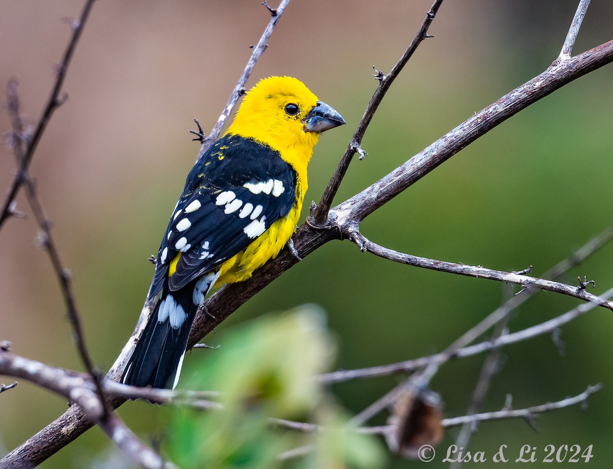 Cardinal à tête jaune - ML623916196