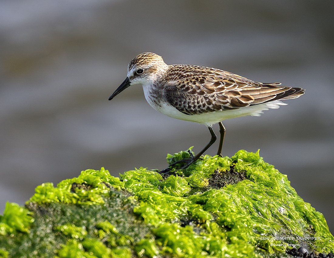 Semipalmated Sandpiper - ML623916214