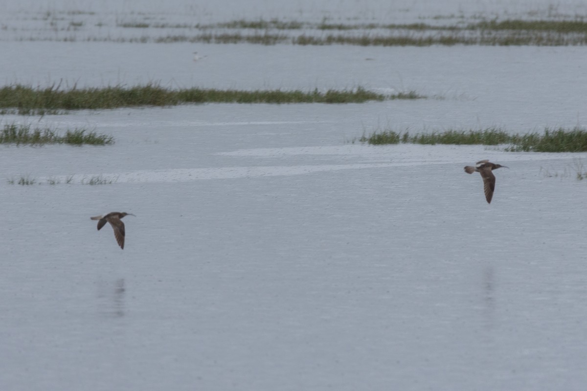 Whimbrel - Sara Molina