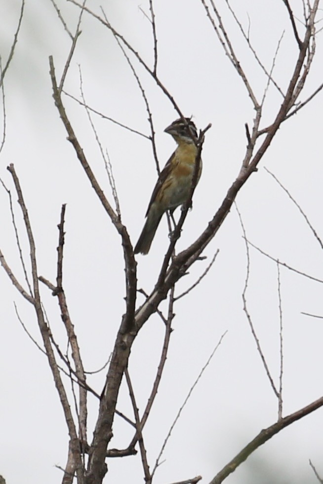 Black-headed Grosbeak - ML623916245