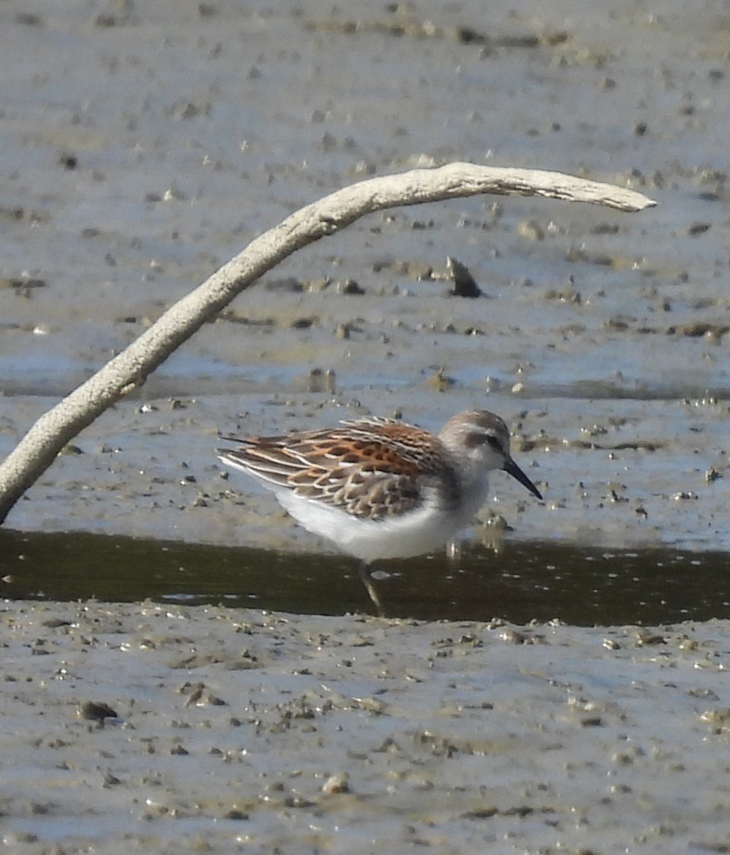 Western Sandpiper - debra sweeney