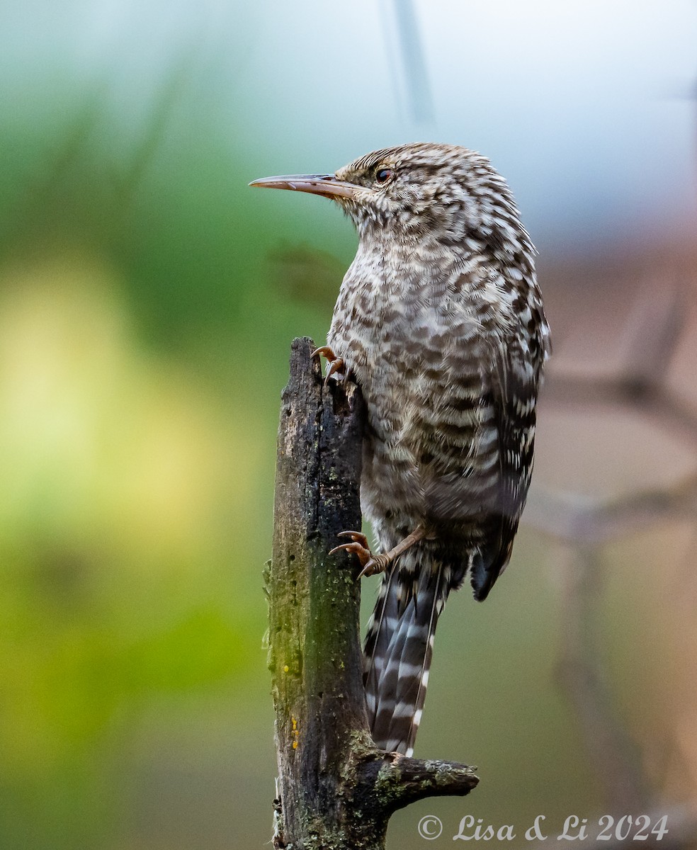 Fasciated Wren - ML623916315