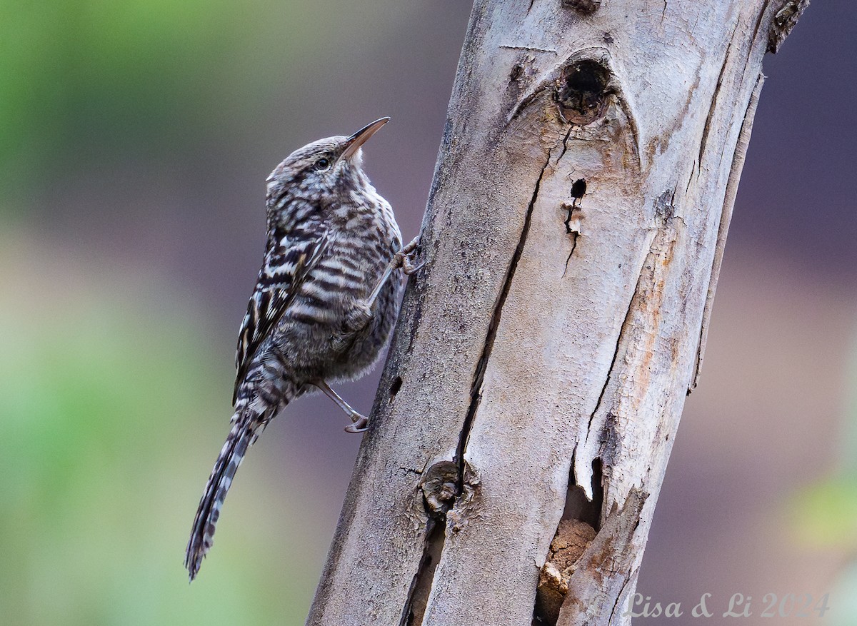 Fasciated Wren - ML623916317