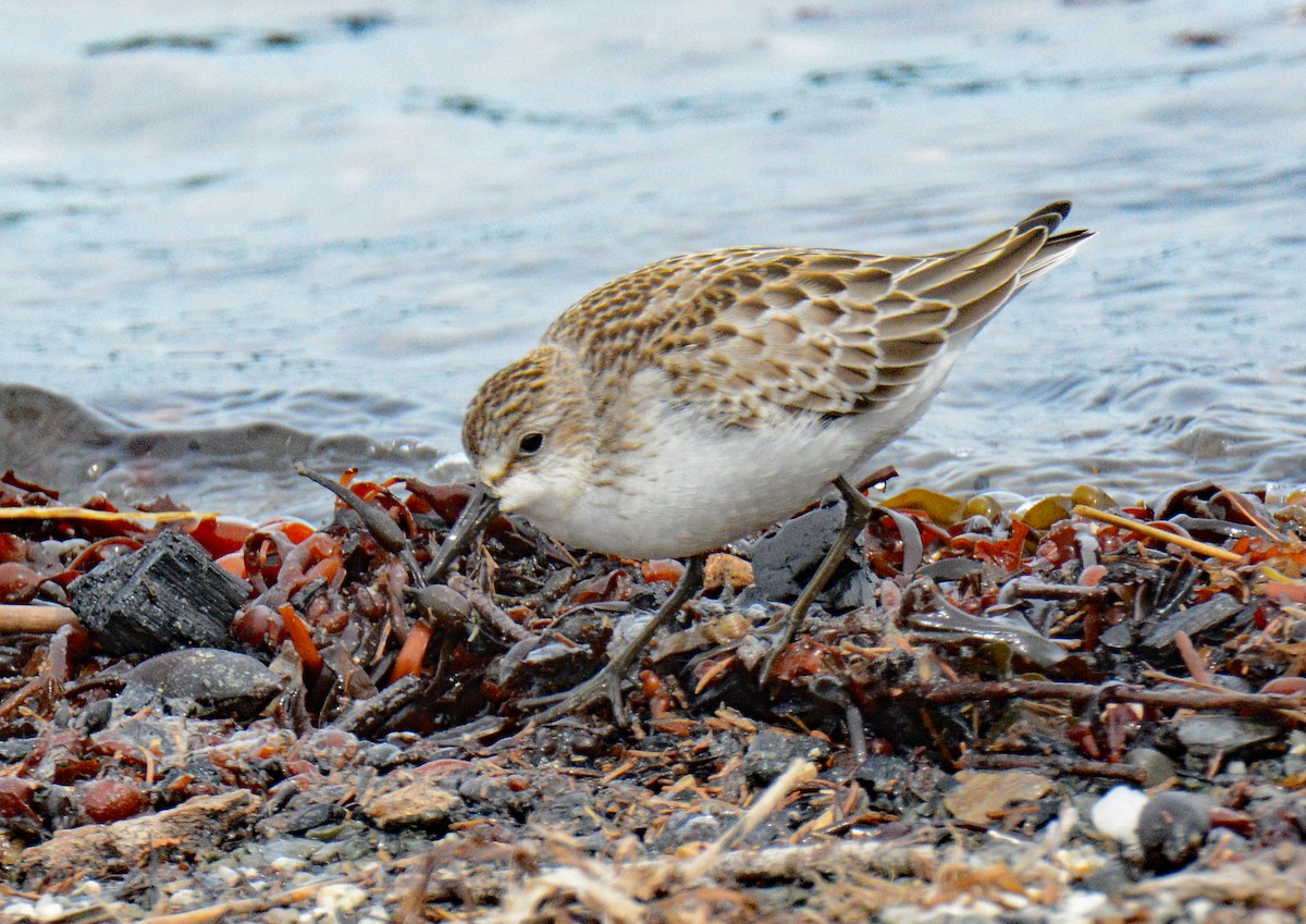 Sandstrandläufer - ML623916341