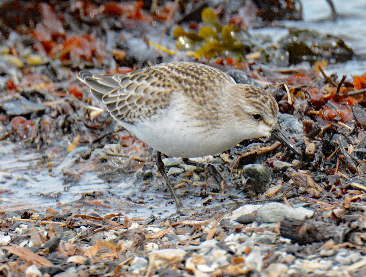 Sandstrandläufer - ML623916343