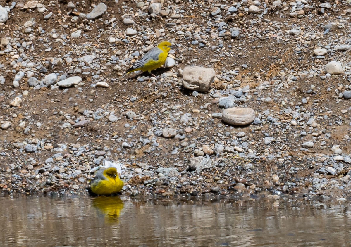 Bright-rumped Yellow-Finch - ML623916354