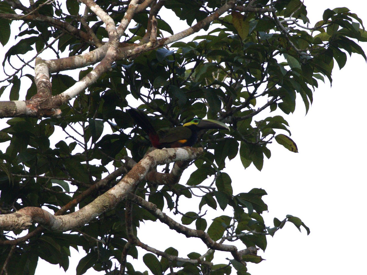 Yellow-eared Toucanet - ML623916361