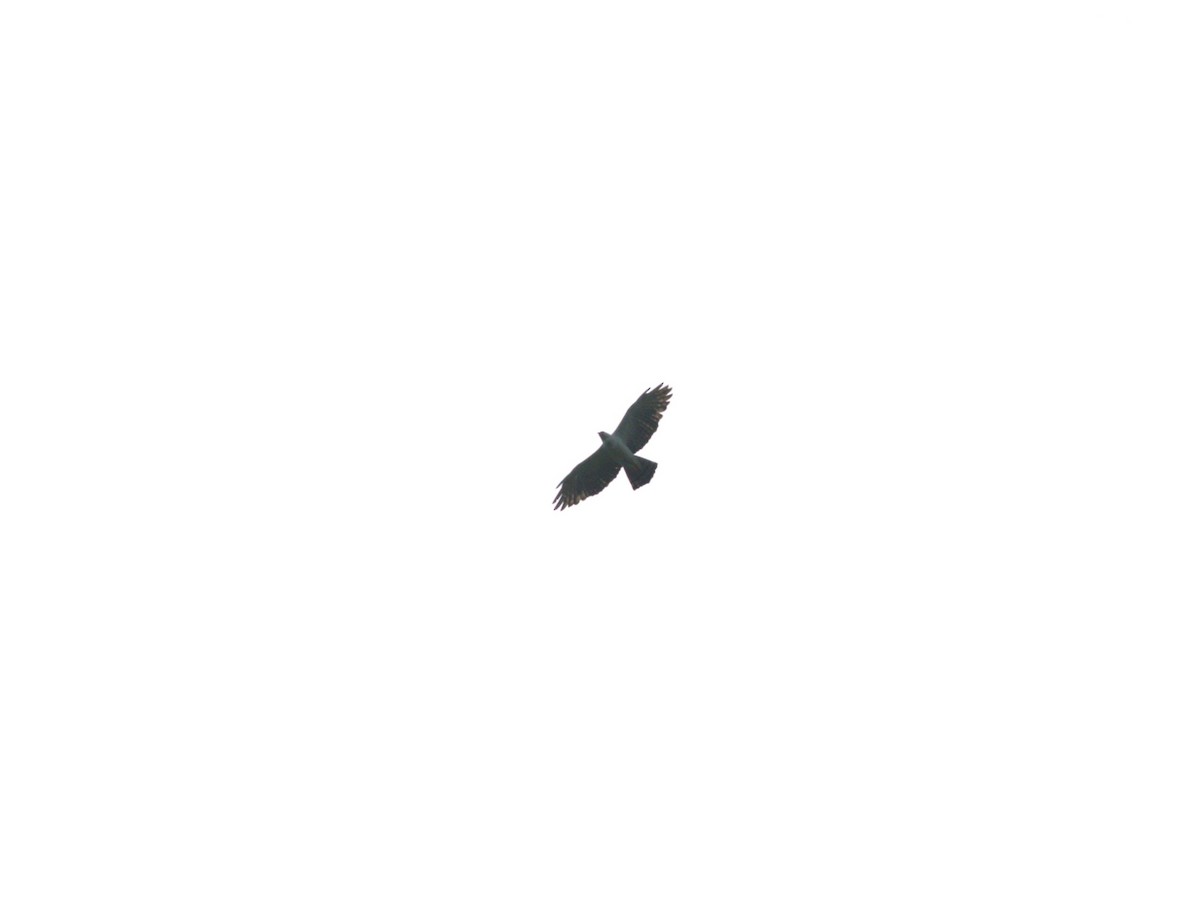 Black-and-white Hawk-Eagle - ML623916371