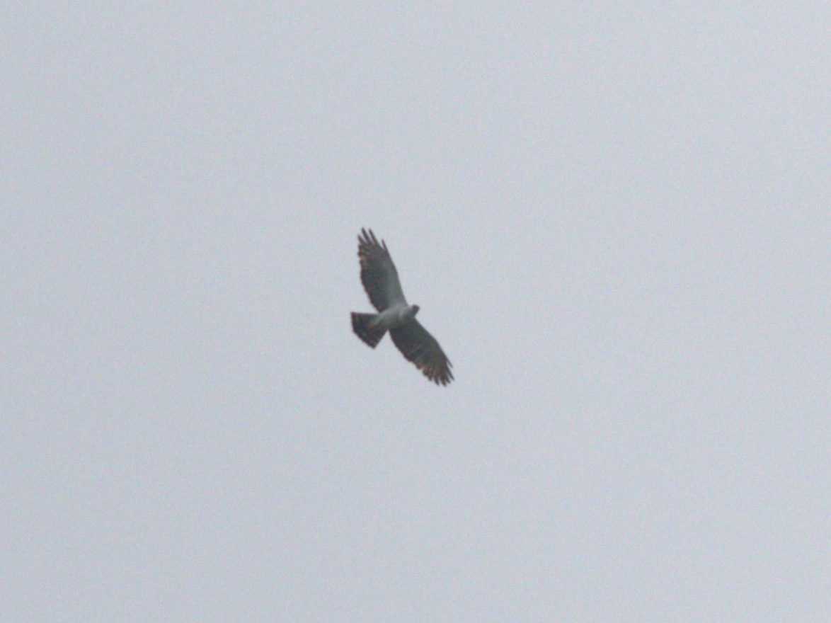 Black-and-white Hawk-Eagle - ML623916372