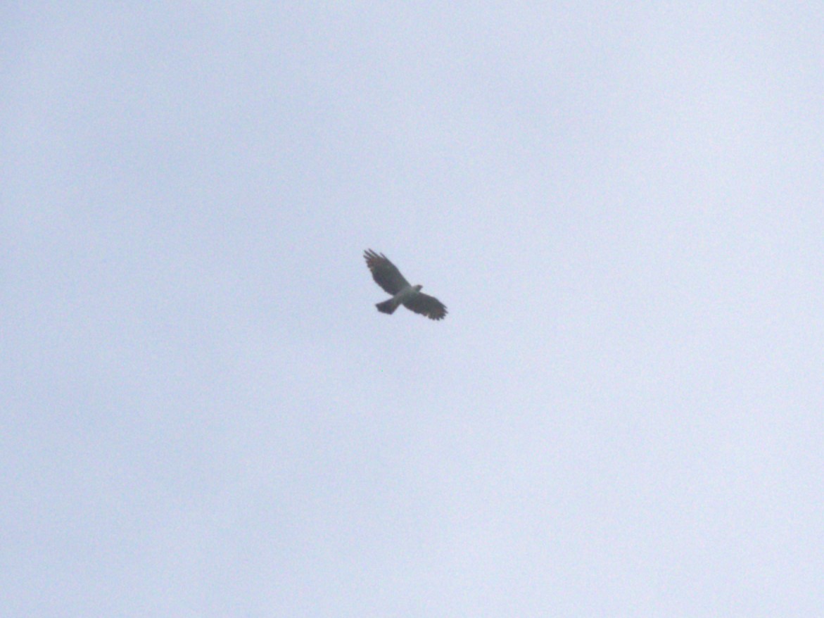 Black-and-white Hawk-Eagle - ML623916373